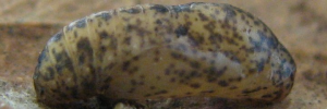 Pupae